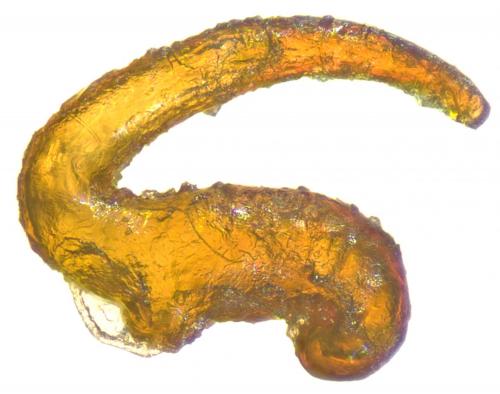 Réf. 249 963 : Otiorhynchus impressiventris